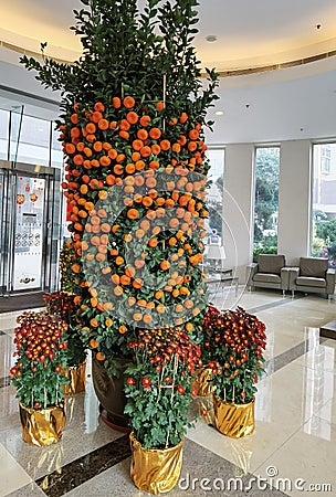 Tree of Oranges and mandarins resemble gold and sounds like the word success in Mandarin or luck in Cantonese, making them an Stock Photo