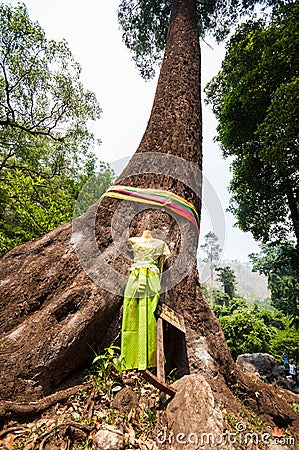 Tree ordination Stock Photo