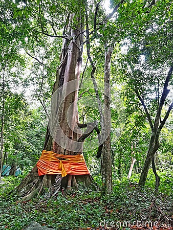 Tree ordination in Thailand Stock Photo