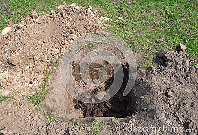 Tree organic fertilization Compost. Organic fertilizer for tree planting. How to Plant a Walnut Tree. Stock Photo