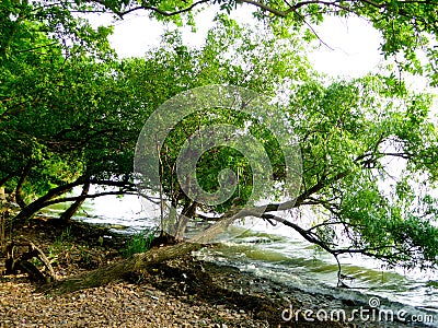 A tree over a lake Stock Photo