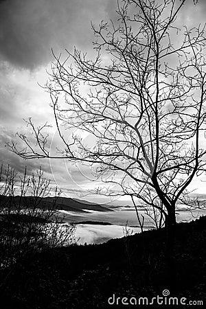 Tree over sea of fog Stock Photo