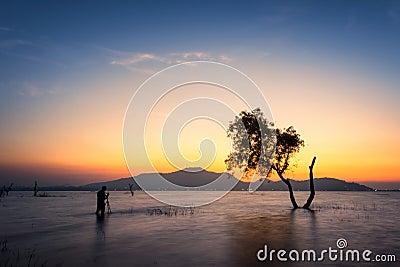 Tree over sunset in summer Stock Photo