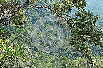 TREE OVERHANGING SIDE OF ORIBI GORGE Stock Photo