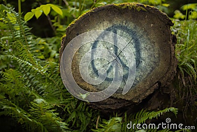 Tree with Painted Peace Sign Stock Photo