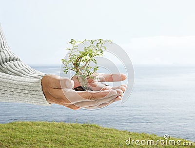 Tree in palm of hand Stock Photo