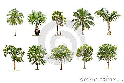 tree and palm isolated on white background ,The collection of trees. Large trees database Botanical garden organization elements Stock Photo