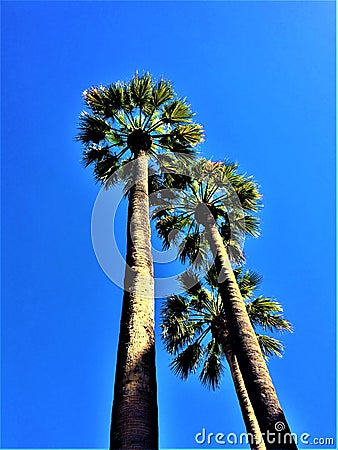 Tree palm trees, blue sky, sunny day and altitude in Barcelona city, Spain Stock Photo