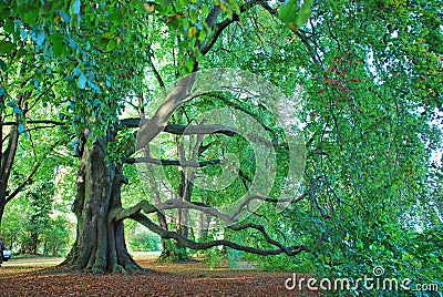 Tree in a park in Kreuzlingen Stock Photo