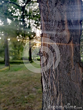 Tree in park Stock Photo