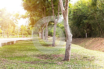 Tree in a park. Stock Photo