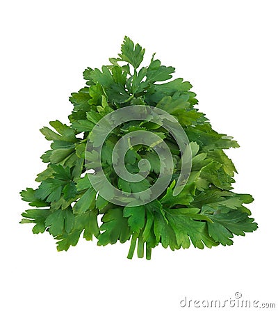 Tree of parsley Stock Photo