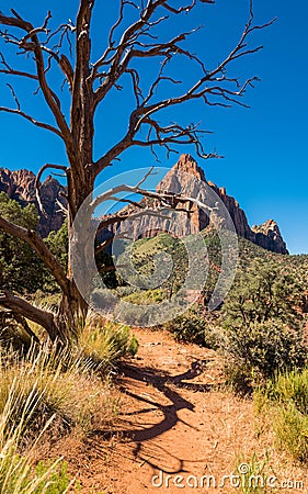 Tree and pathway to Watchman Mountain Stock Photo