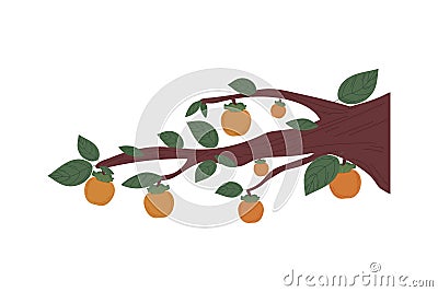 tree persimmon fruit Vector Illustration