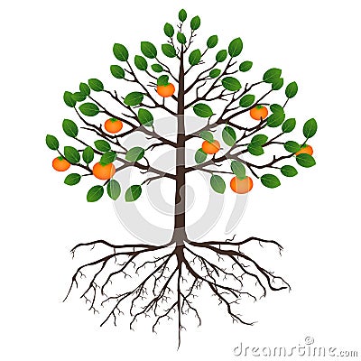Tree persimmon with fruits and roots on a white background. Vector Illustration