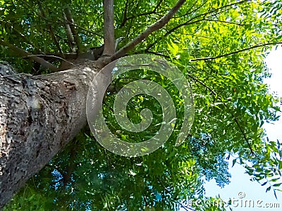 Tree Photo Ground View Stock Photo