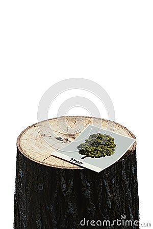 Tree photos on cut stumps Stock Photo