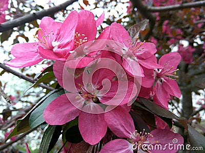 Tree pink purple flower Stock Photo