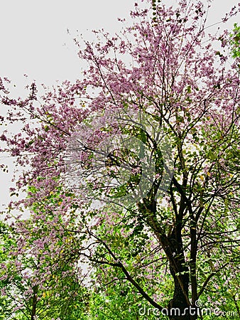 A tree with pink and purple flowers in the middle of the green woods Stock Photo