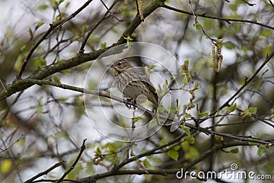 Tree pipit laterally Stock Photo