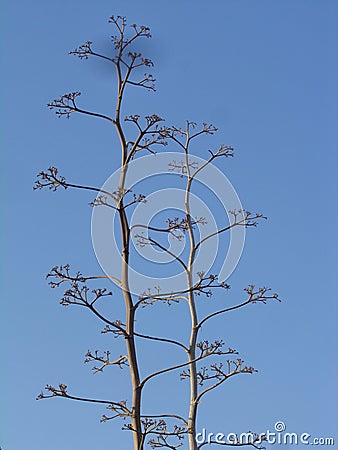 Tree pita with the sky behind Stock Photo
