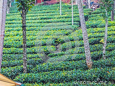 Tree plantation at Cochin Stock Photo