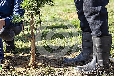 The tree is planted in the ground. Planting a garden. Stock Photo