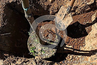 Tree planting. Stock Photo