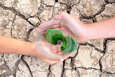 Tree planting on volunteer family`s hands for eco friendly and corporate social responsibility campaign concept, Hands holding Stock Photo