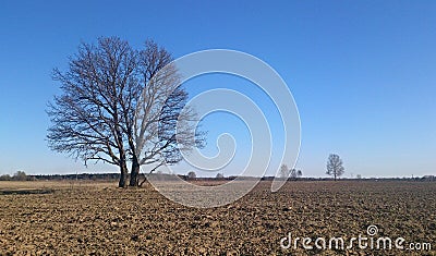 Tree on the plowed field Stock Photo