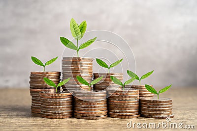 Tree plumule leaf on save money coins, Business finance saving banking investment concept Stock Photo