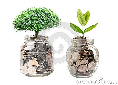 Tree plumule leaf on save money coins, Business finance saving banking investment concept Stock Photo