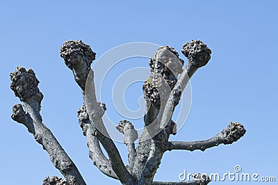 A tree with pollard crown. Stock Photo