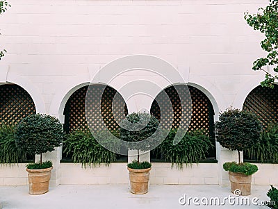 A tree in a pot. Small trees in clay pots Stock Photo