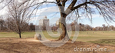 Tree in Prospect Park in Brooklyn, New York city. Stock Photo