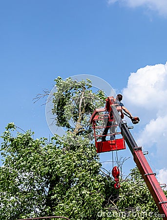 Tree pruning and sawing by a man with a chainsaw standing on the platform of a mechanical chairlift Editorial Stock Photo