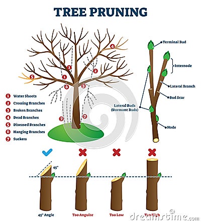 Tree pruning vector illustration. Labeled educational plant shaping scheme Vector Illustration