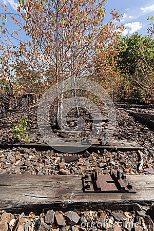 Tree on railway, railroad, rail track , abandoned, destroyed and overgrown wood Stock Photo