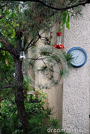 Tree in rain bird feeders Stock Photo