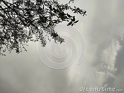 Tree rain leaves sky ray and shine Stock Photo