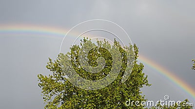 Tree rainbow green Stock Photo