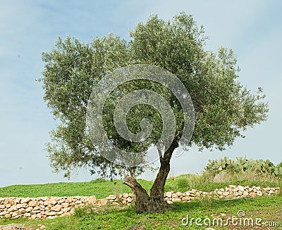 Tree at Ramat hanadiv Stock Photo