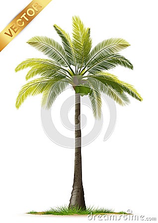 Illustration Realistic Palm Trees Isolated on White Background - Vector Vector Illustration