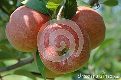 Tree red apples Stock Photo