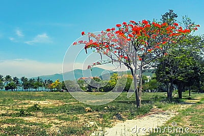 Tree with red flowers against mountains and sky Stock Photo