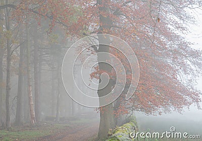 Tree wiith red autumn leaves in a misty woodland Stock Photo