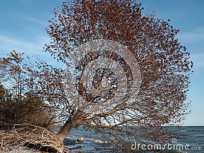 Uprooted tree in fall colors leaning over Lake Ontario Stock Photo