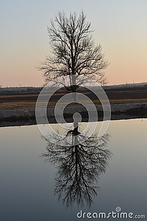 Tree reflected in the river Stock Photo