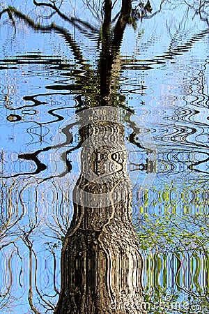 A tree reflected in water Stock Photo