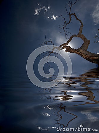 Tree and reflection Stock Photo